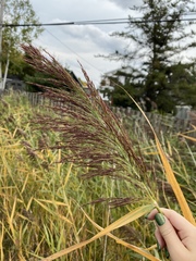 Phragmites australis