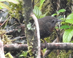 Spelaeornis badeigularis