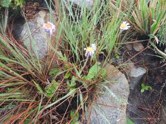 Senecio macrocephalus