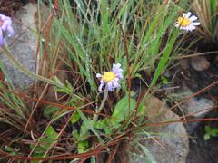 Senecio macrocephalus