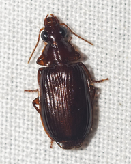 Plochionus timidus