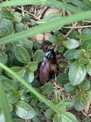 Pycnoscelus surinamensis