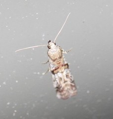 Conobathra hemichlaena