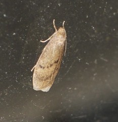 Lambula pleuroptycha