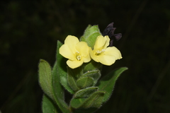 Barleria ovata