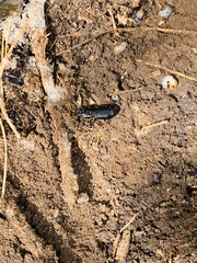 Odontotaenius disjunctus