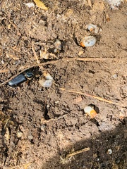 Odontotaenius disjunctus