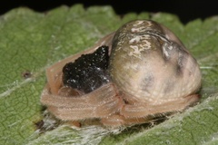 Mastophora yeargani