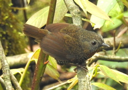 Mishmi Wren-Babbler (Spelaeornis badeigularis), photo 10