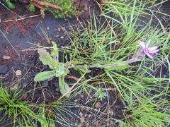 Senecio speciosus