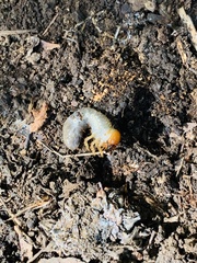 Odontotaenius disjunctus