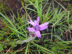 Senecio speciosus