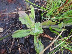 Senecio speciosus