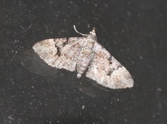 Mnesiloba eupitheciata