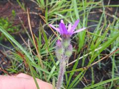 Senecio speciosus