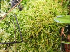 Sphagnum capense