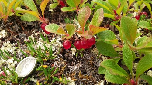 Red bearberry