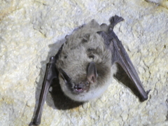 Myotis dasycneme