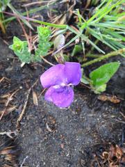 Vigna vexillata davyi