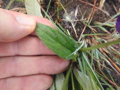 Vigna vexillata davyi