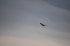 Circus aeruginosus aeruginosus