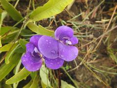 Vigna vexillata davyi