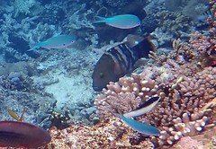 Cheilinus trilobatus