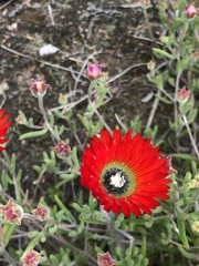 Drosanthemum lavisii