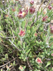 Drosanthemum lavisii