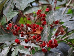 Cnesmocarpon dasyantha