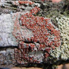 Haematomma persoonii