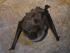 Myotis dasycneme