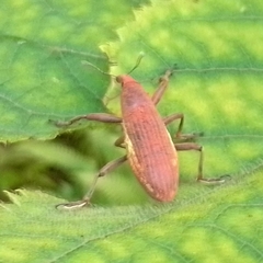 Lixus apterus