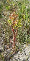 Rumex lativalvis