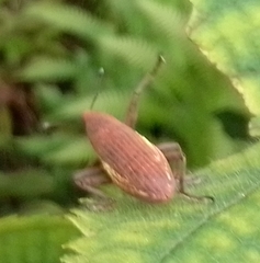 Lixus apterus