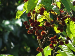 Cnesmocarpon dasyantha