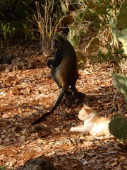 Cercopithecus mitis albogularis