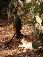 Cercopithecus mitis albogularis