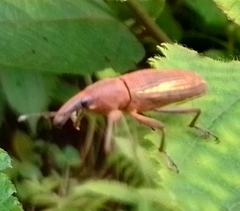Lixus apterus