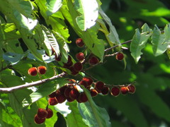 Cnesmocarpon dasyantha