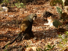 Cercopithecus mitis albogularis