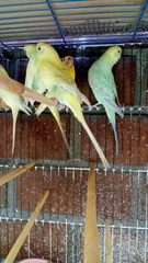 Melopsittacus undulatus domesticus