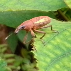 Lixus apterus
