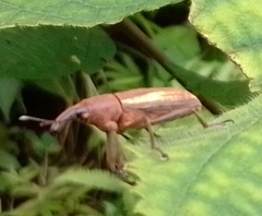 Lixus apterus