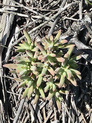 Crassula mollis