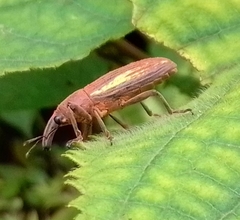 Lixus apterus