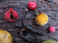 Cnesmocarpon dasyantha