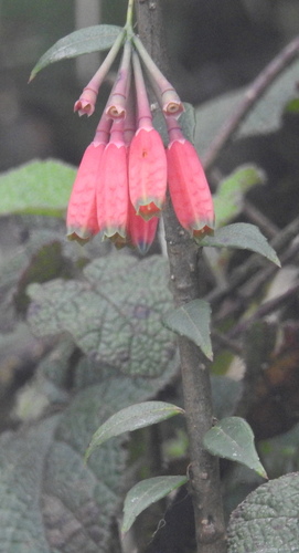 Agapetes forrestii