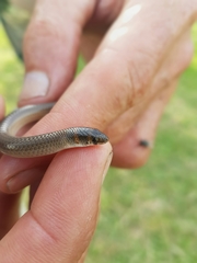 Delma tincta