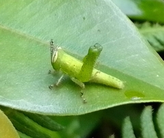 Abracris flavolineata